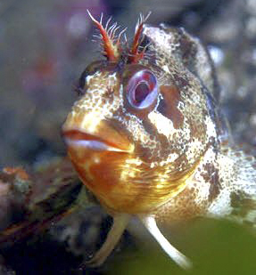 Parablennius gattorugine_aaaa